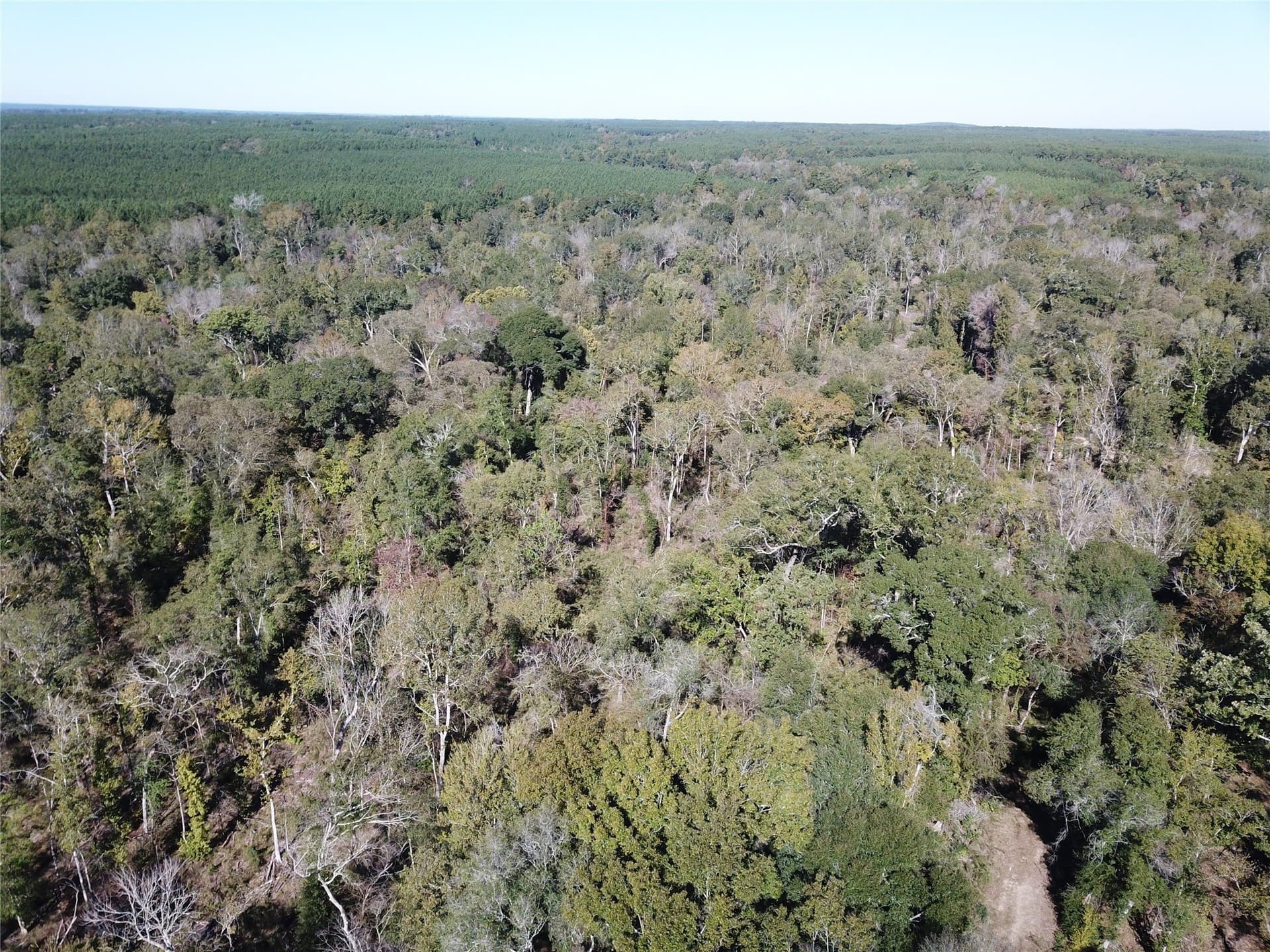 165.12 acres in Angelina County - photo 8