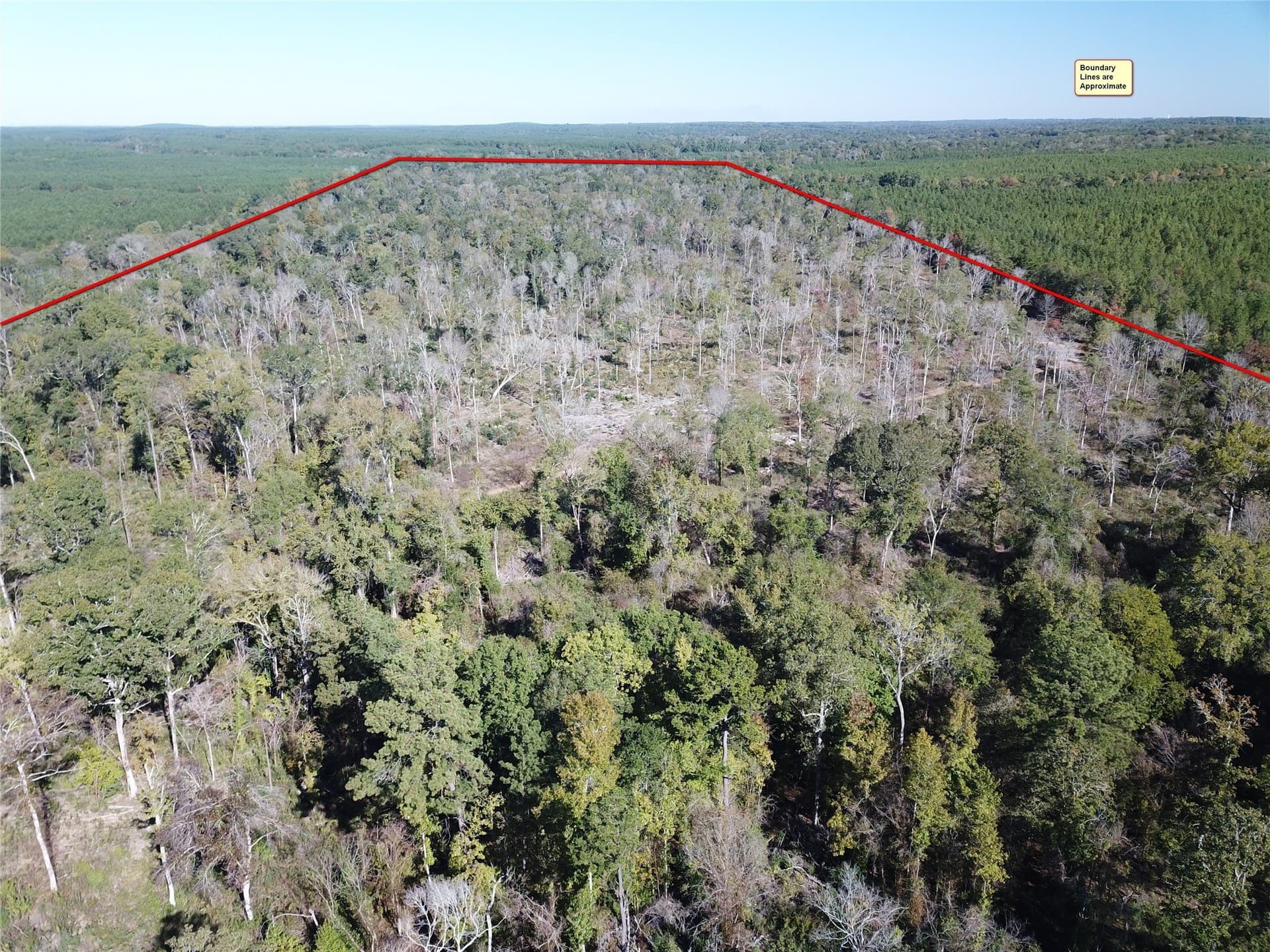 165.12 acres in Angelina County - photo 5