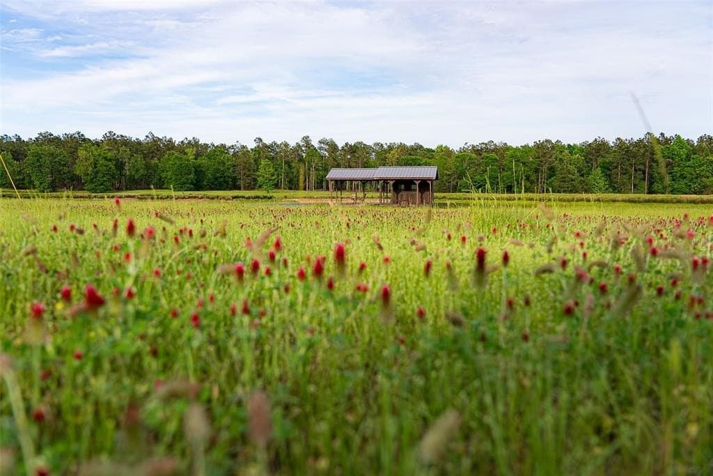 377 acres in Panola County gallery image 2