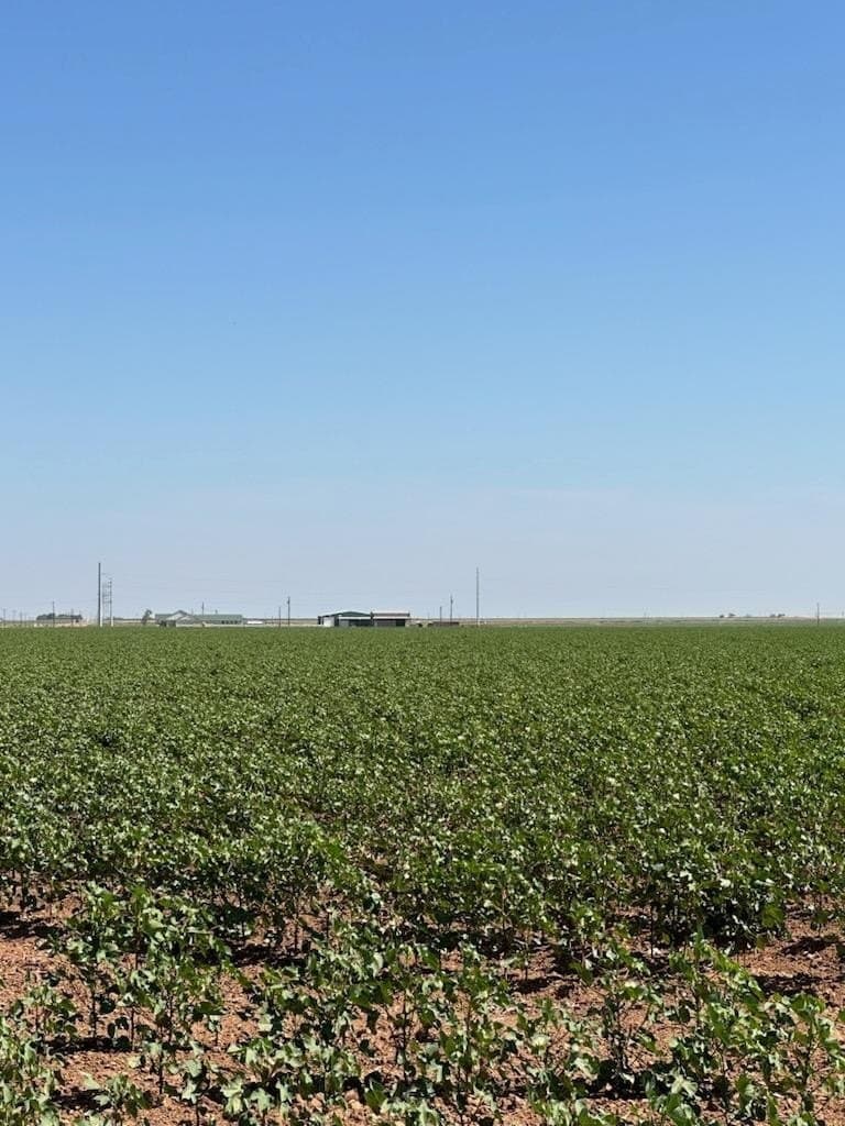 160 acres in Lynn County gallery image 2