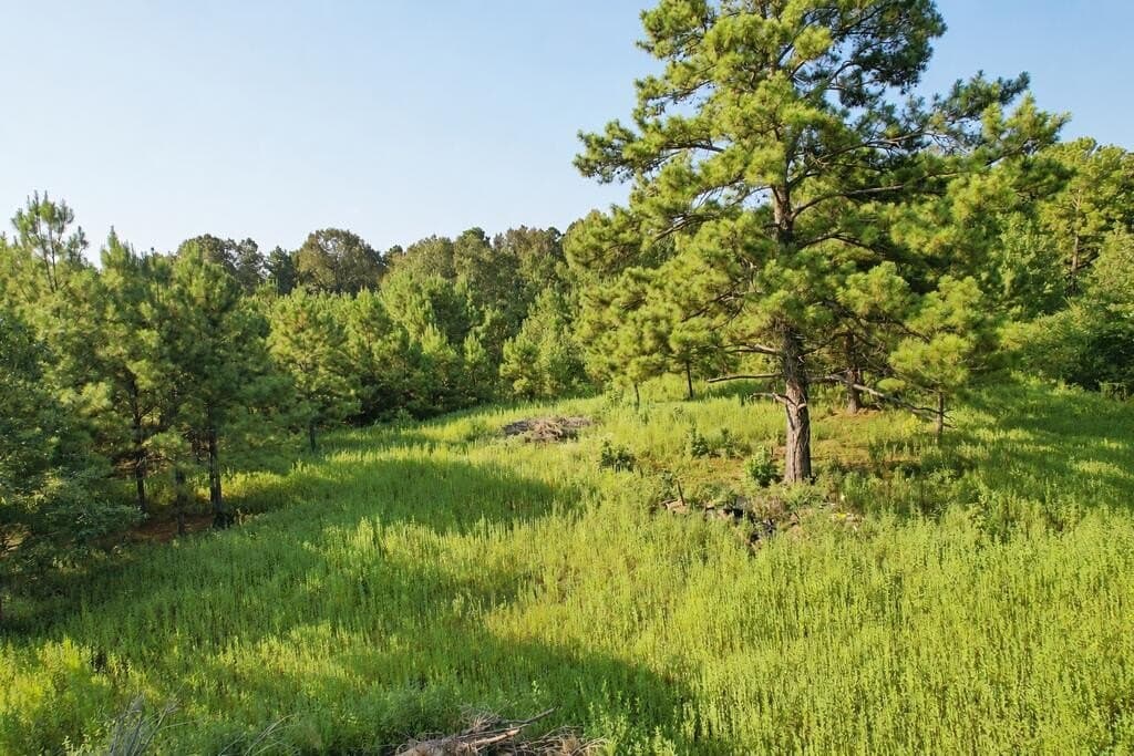 9.89 acres in Texas County - photo 6