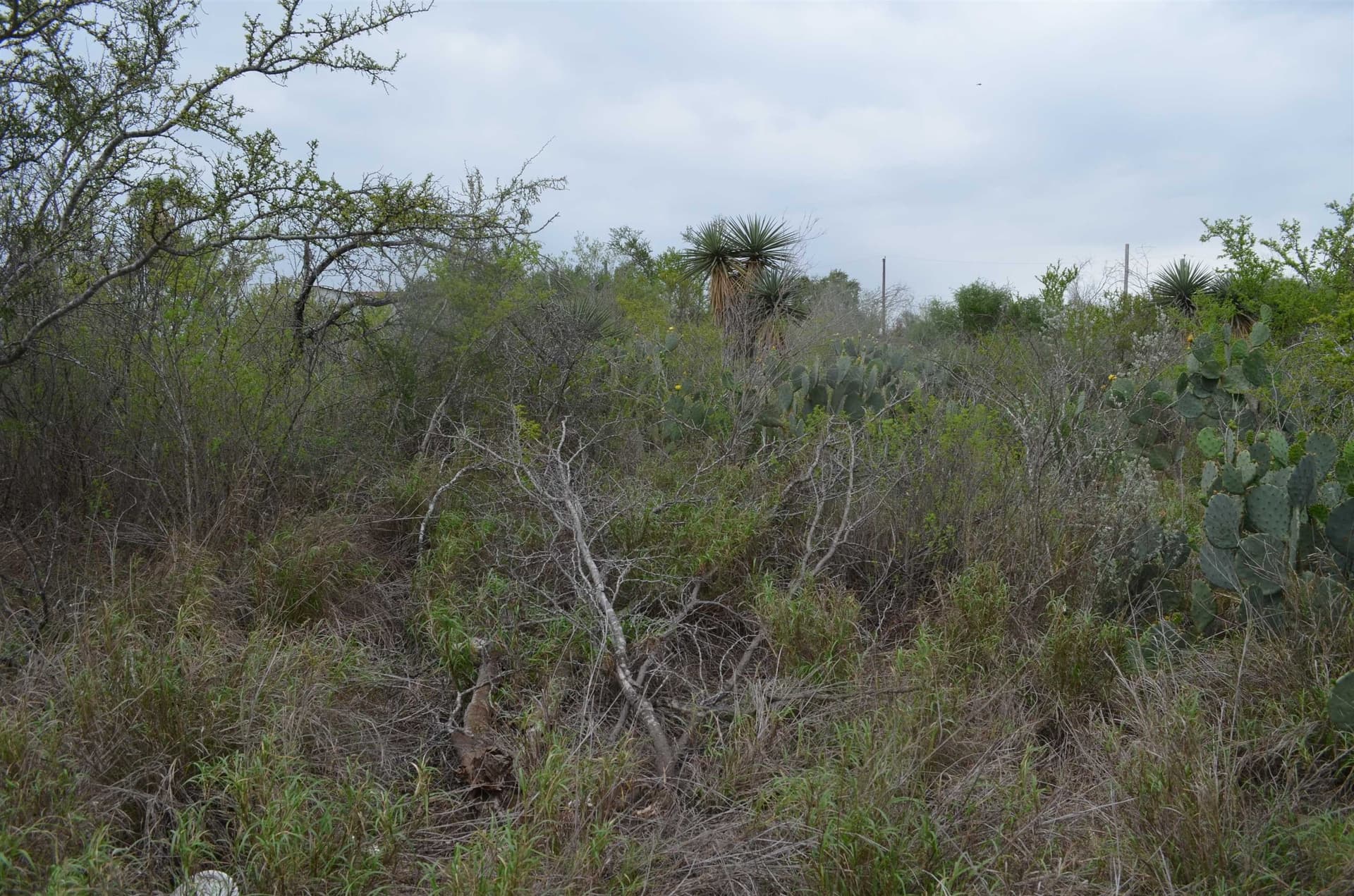 0.11 acres in Zapata County gallery image 2