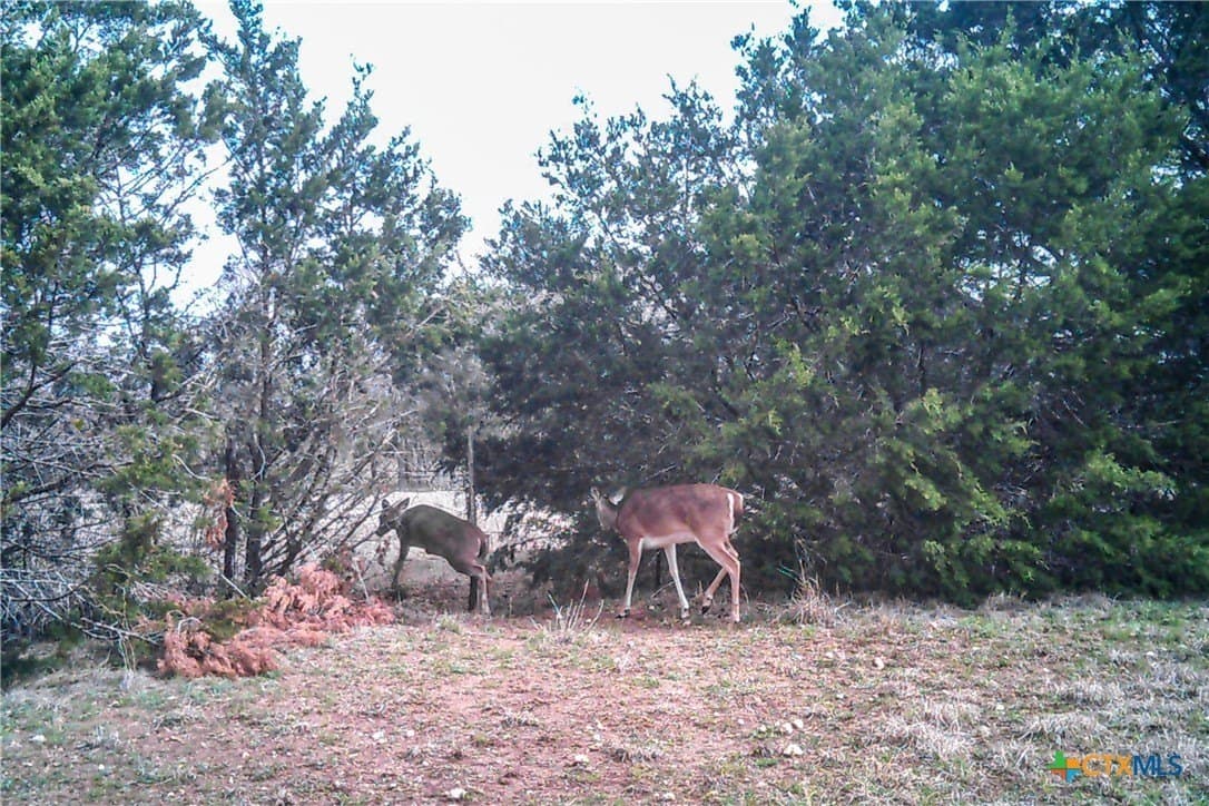 95.91 acres in Coryell County - photo 37