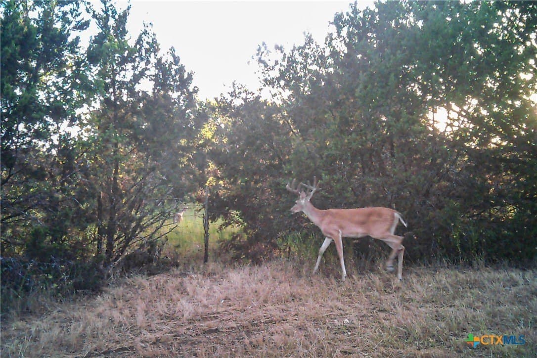 95.91 acres in Coryell County - photo 40