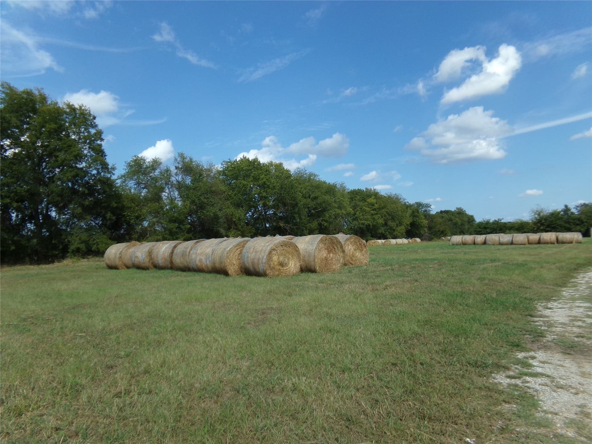 231.79 acres in Lamar County gallery image 4