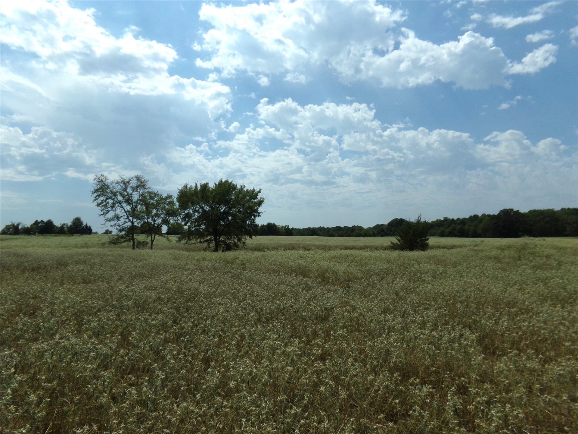 231.79 acres in Lamar County - photo 19