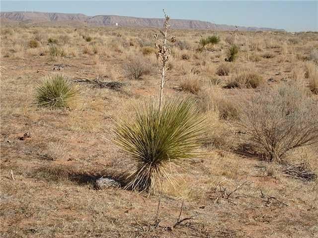 473.96 acres in Culberson County gallery image 3