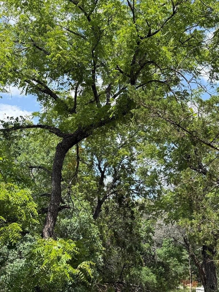 31.77 acres in Bandera County - photo 18