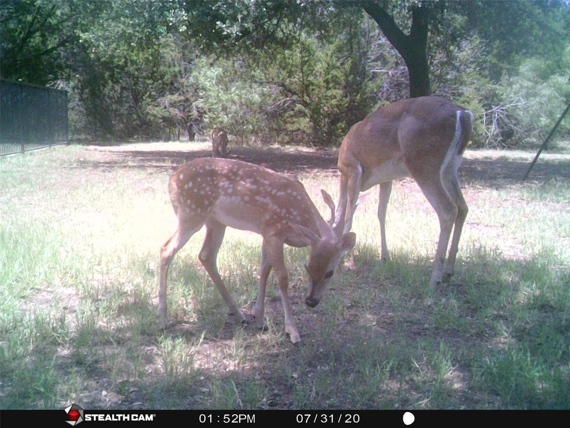 0.26 acres in Hill County - photo 39