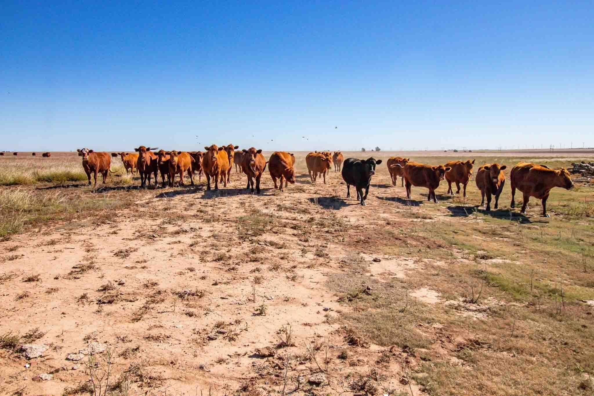 1,207.26 acres in Carson County - photo 42