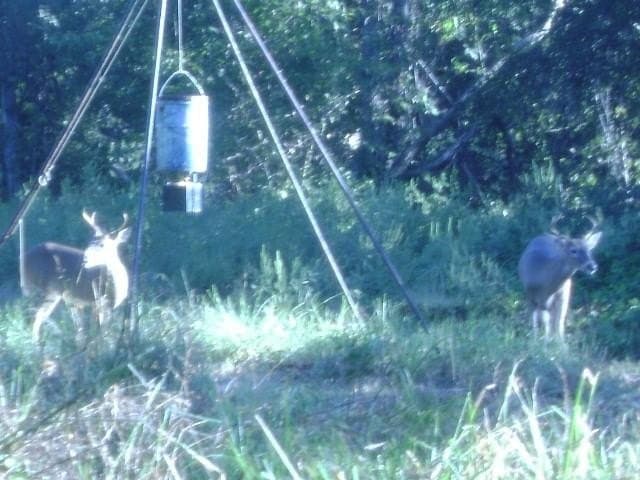 126.66 acres in Hopkins County gallery image 3