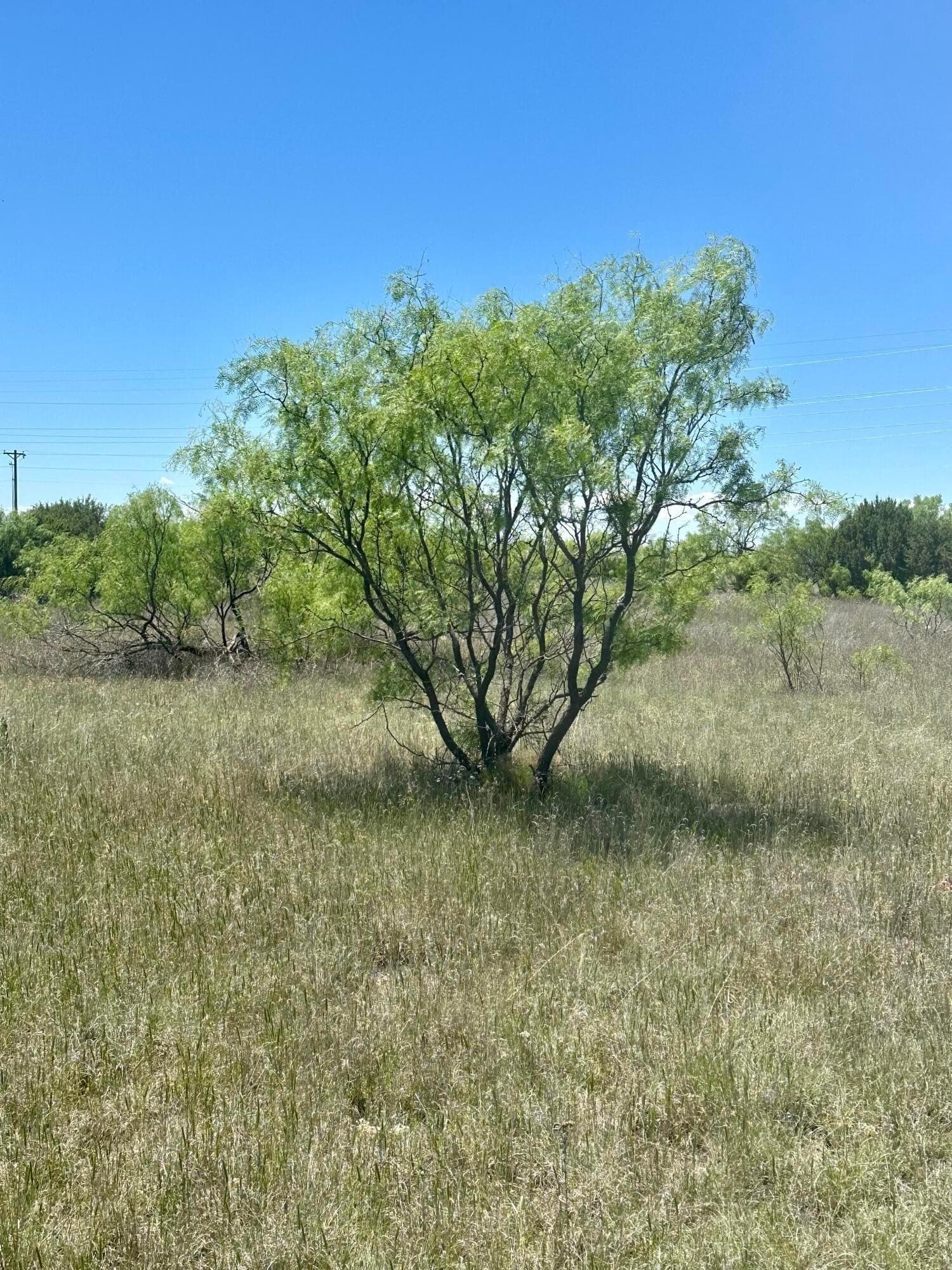 6.49 acres in Randall County gallery image 3