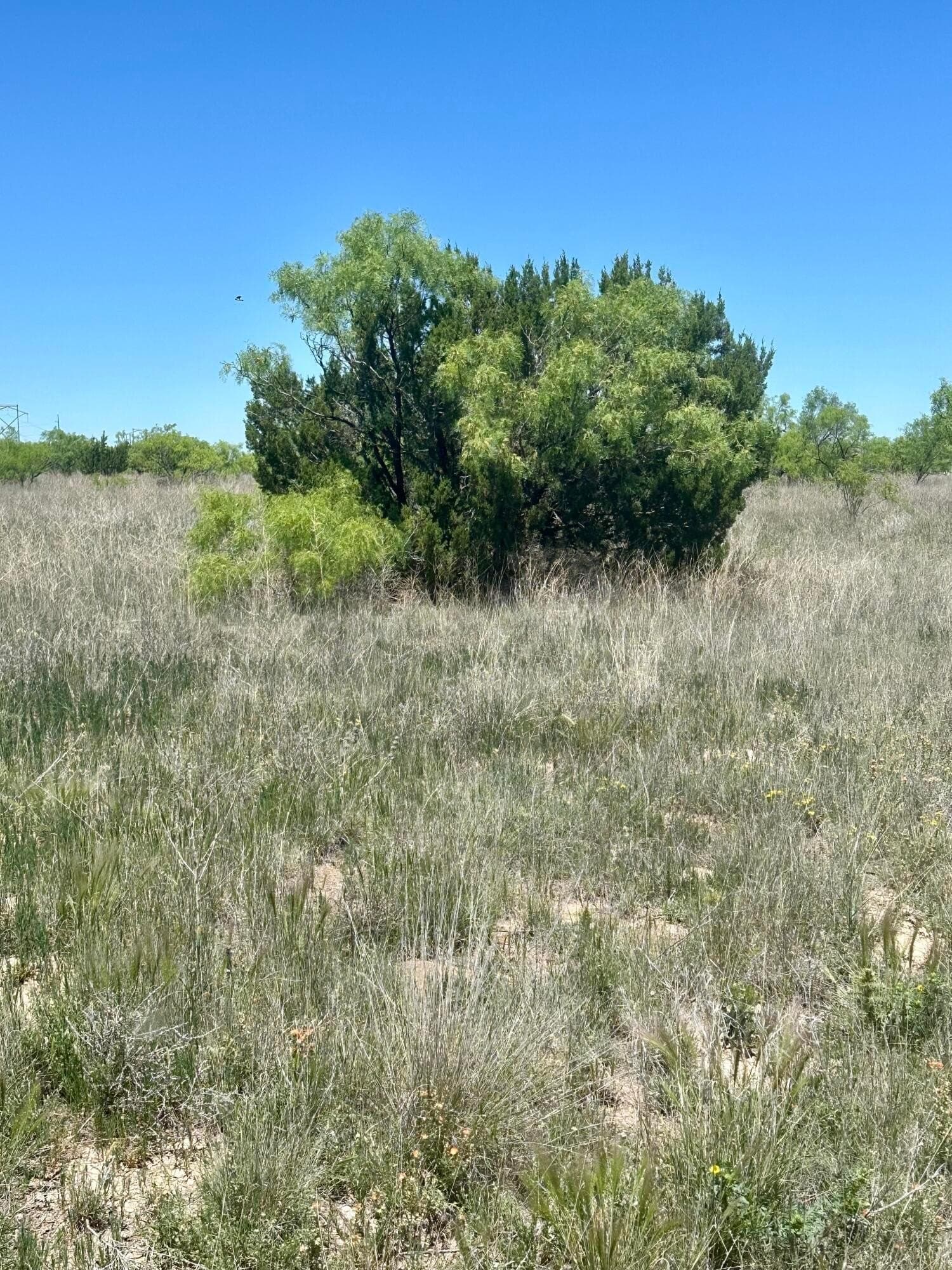 6.49 acres in Randall County gallery image 4
