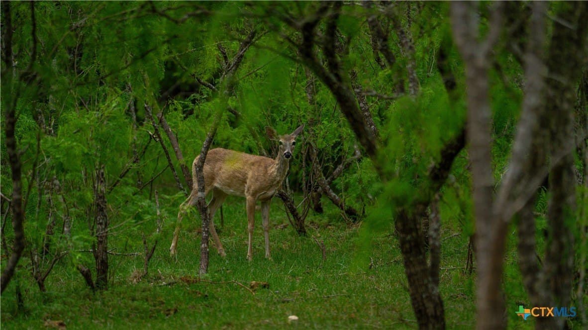 103.31 acres in Wilson County - photo 32