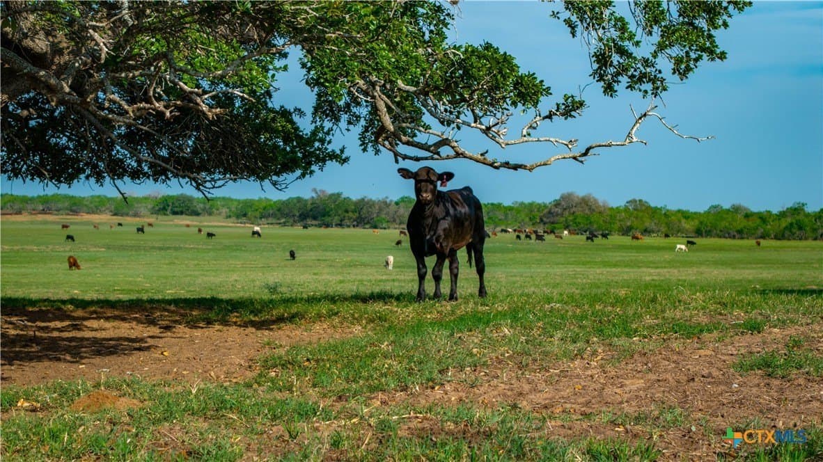 103.31 acres in Wilson County - photo 3