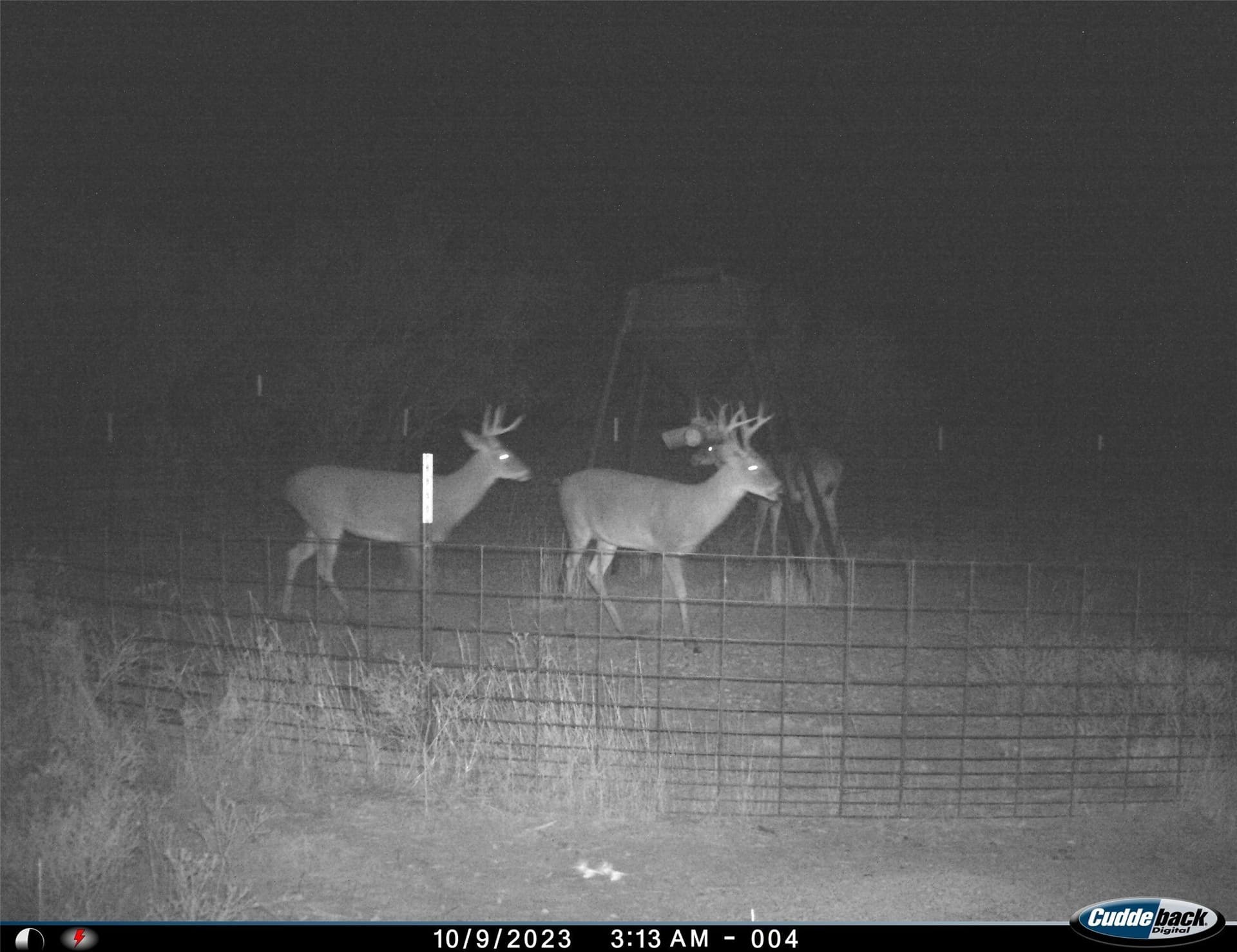 210 acres in Wichita County - photo 37