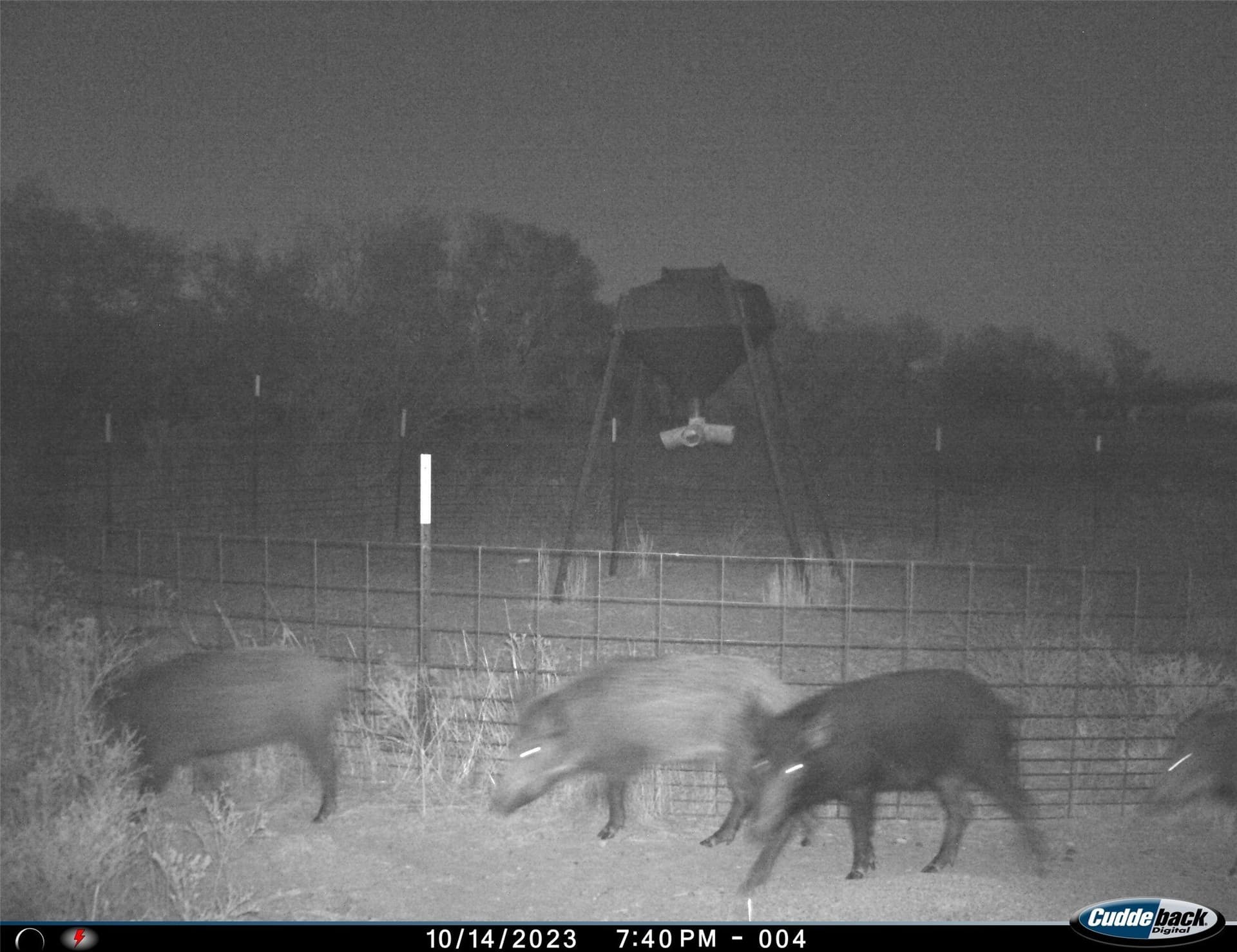 210 acres in Wichita County - photo 25
