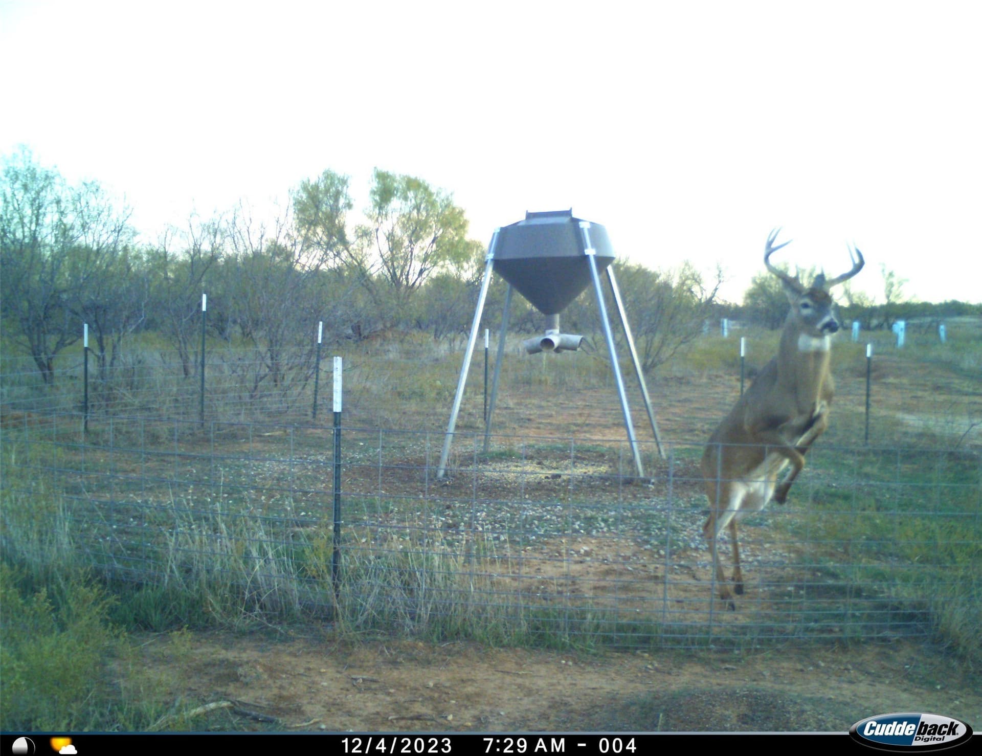 210 acres in Wichita County - photo 40