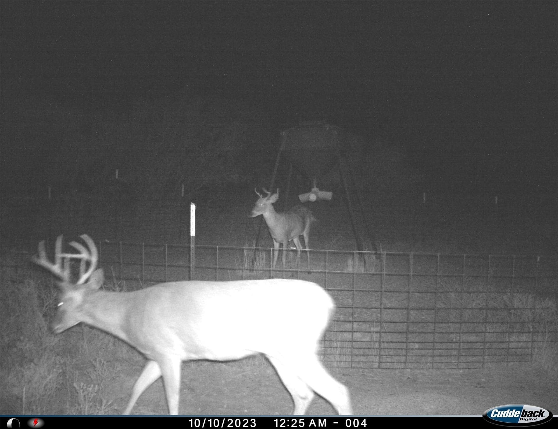 210 acres in Wichita County - photo 18