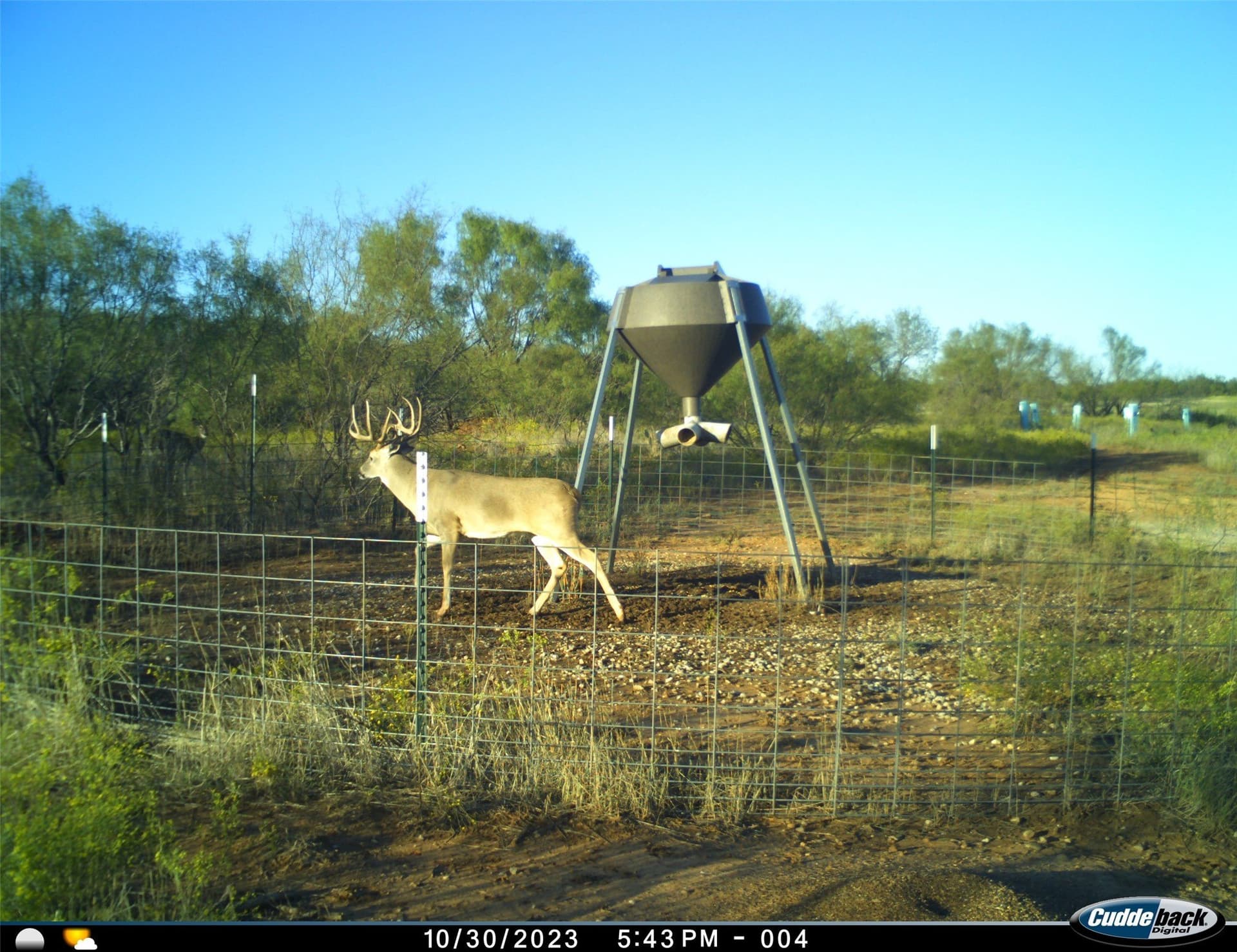 210 acres in Wichita County - photo 11