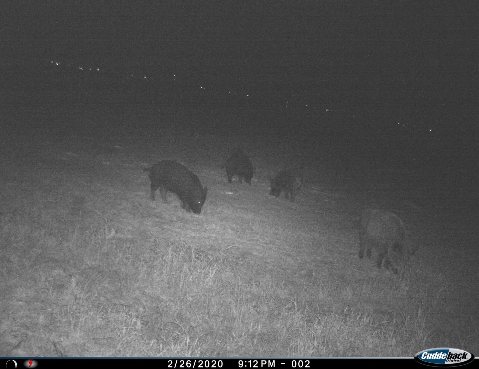 210 acres in Wichita County - photo 39