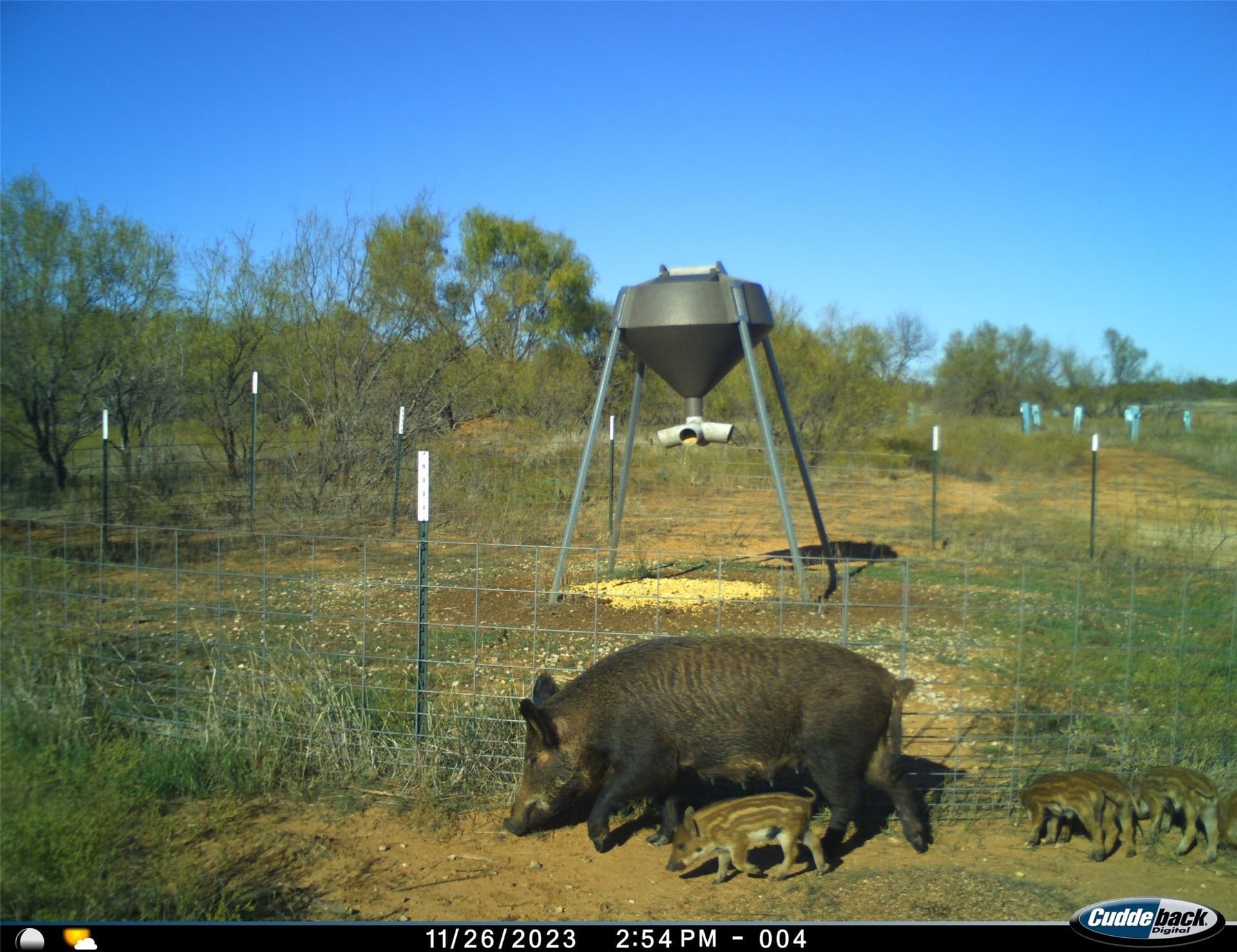 210 acres in Wichita County - photo 34