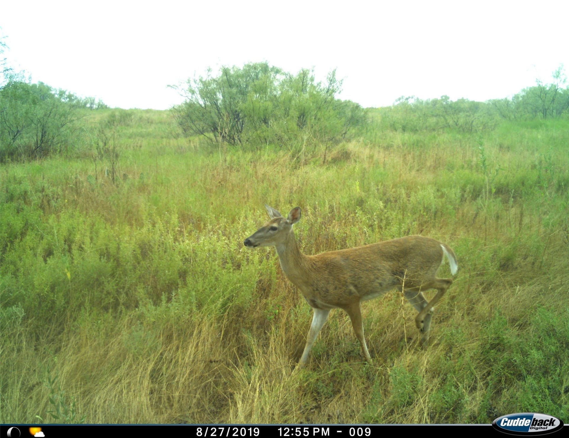 210 acres in Wichita County - photo 36