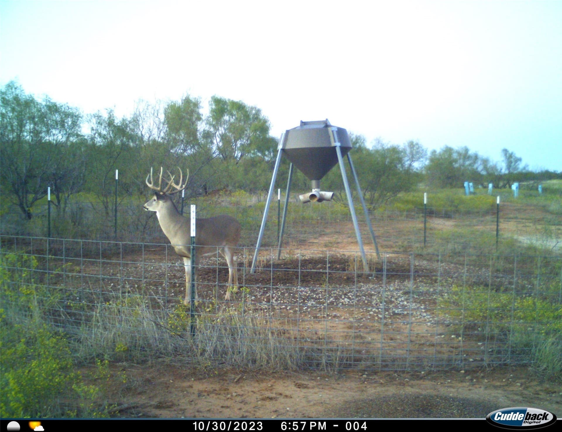 210 acres in Wichita County - photo 38