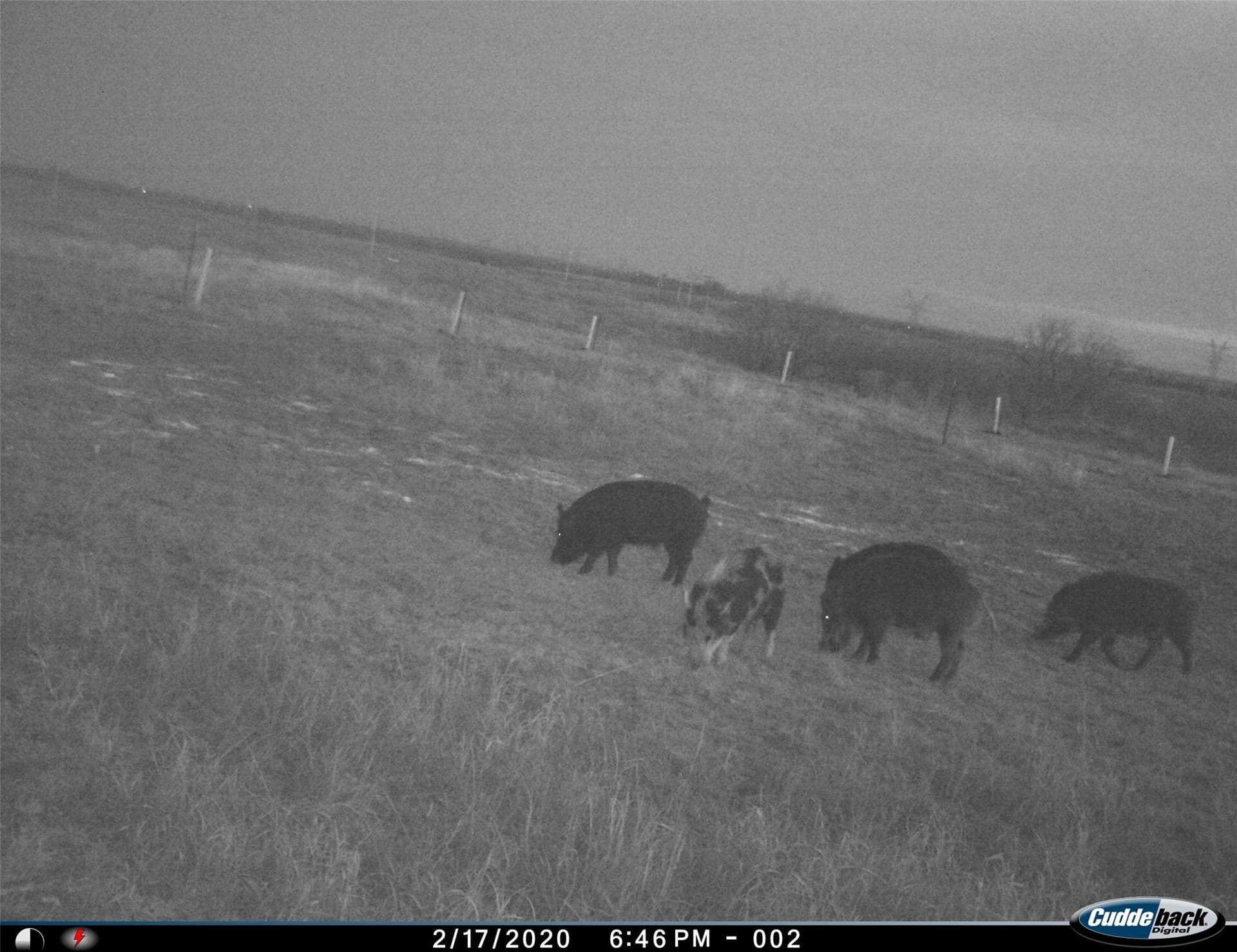 210 acres in Wichita County - photo 22