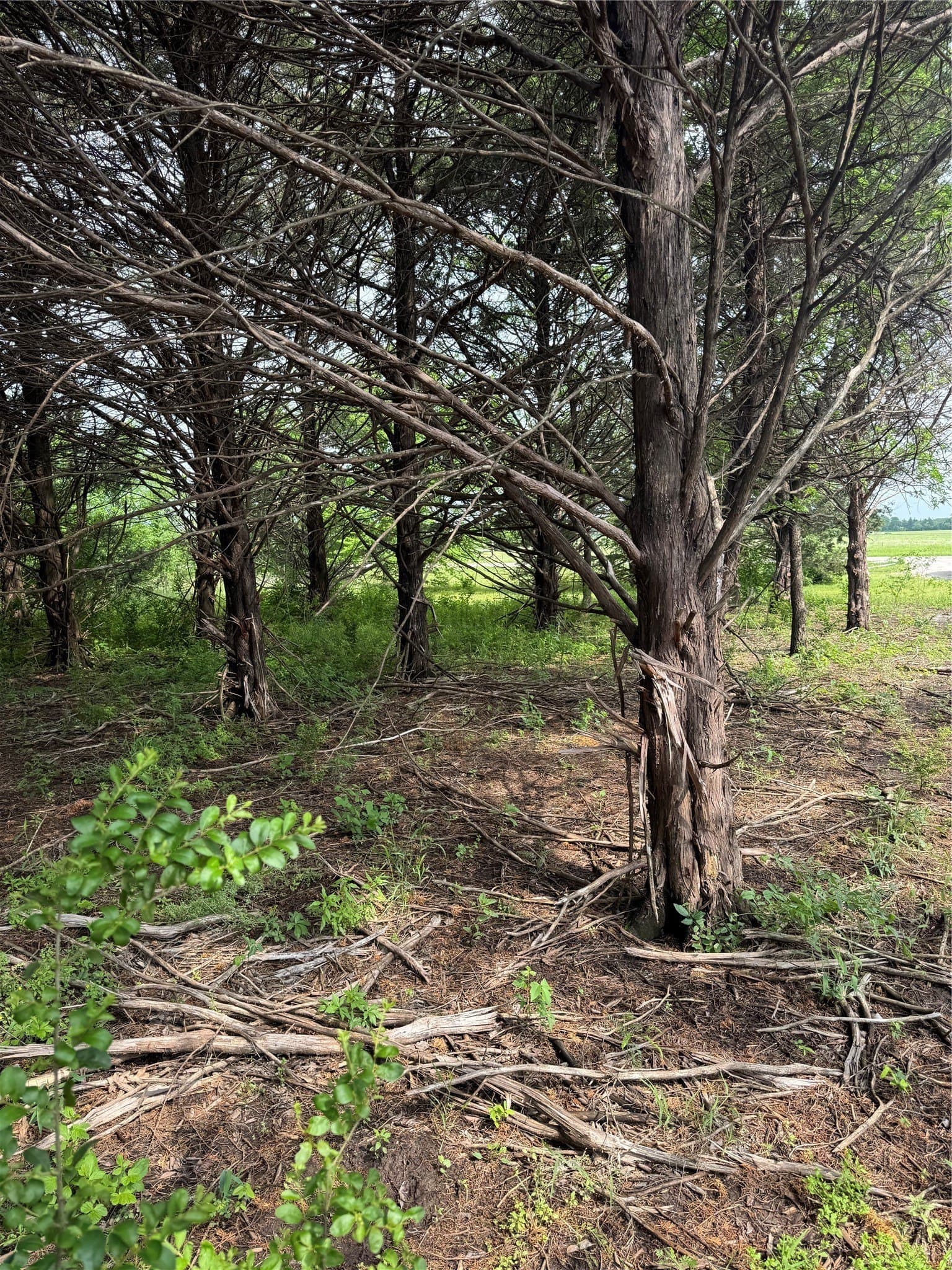 2.82 acres in Grayson County - photo 6