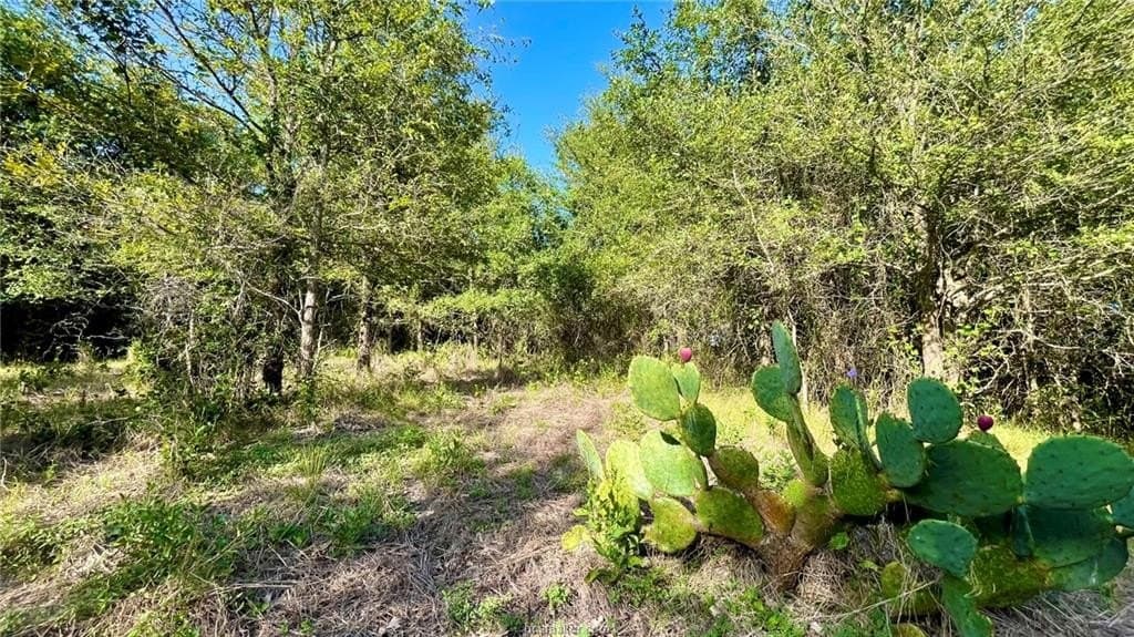 15.5 acres in Milam County - photo 22