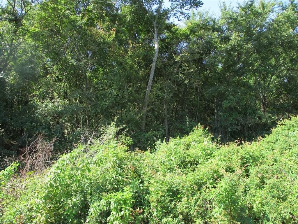 17.53 acres in Rains County gallery image 2