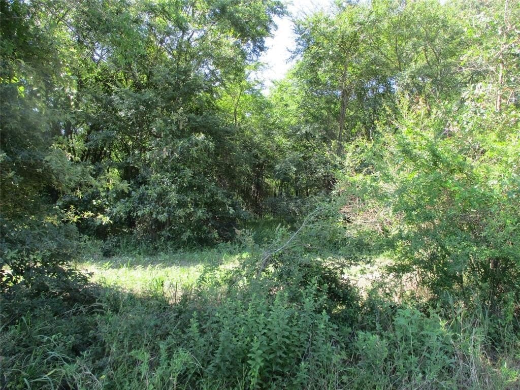17.53 acres in Rains County gallery image 4