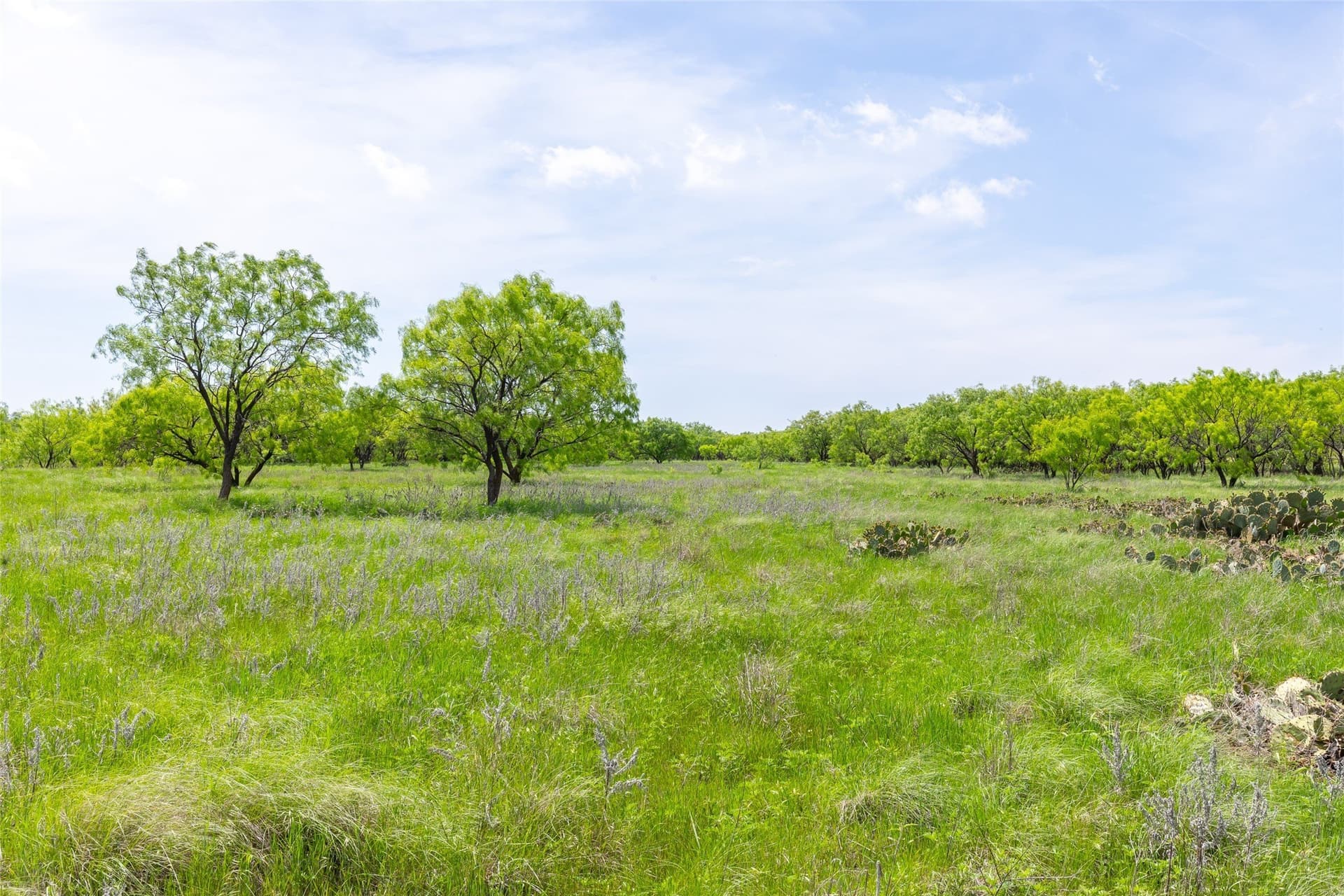 46.54 acres in Taylor County - photo 31