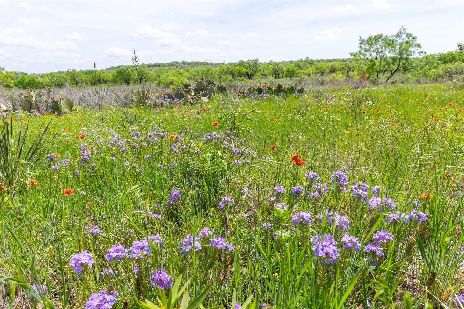 46.54 acres in Taylor County - photo 30