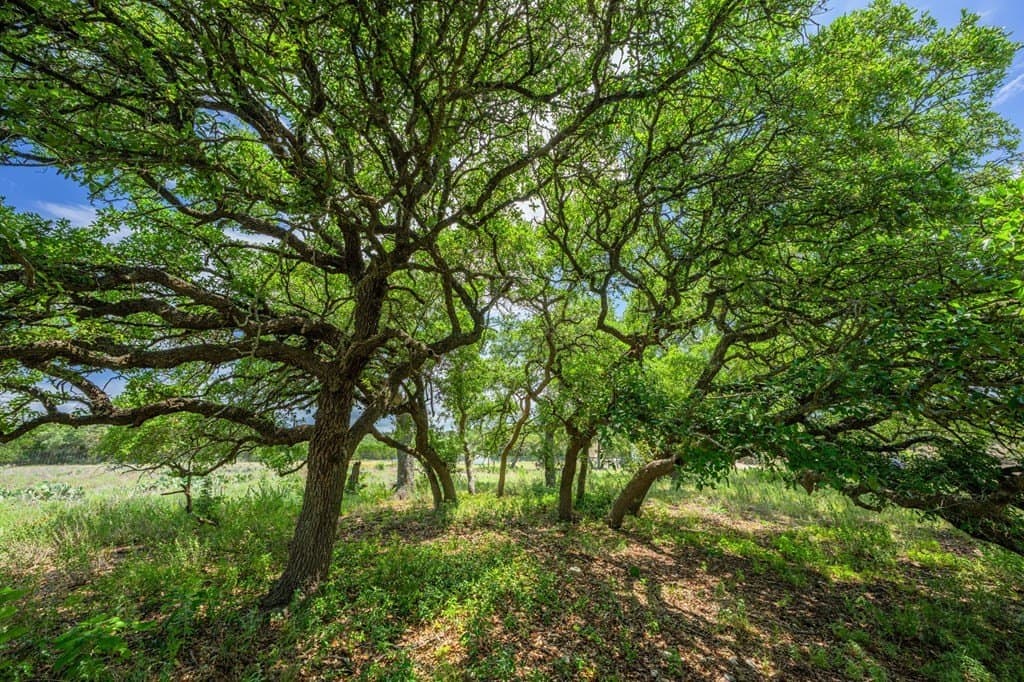 3.16 acres in Gillespie County - photo 6