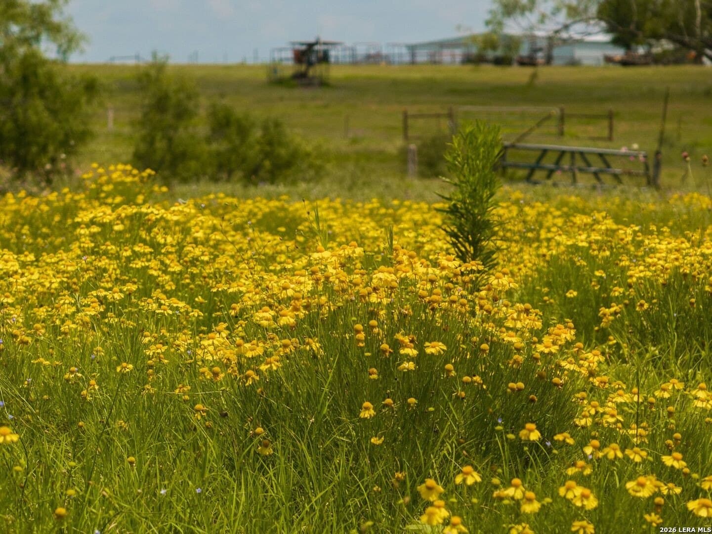 28 acres in Guadalupe County gallery image 3