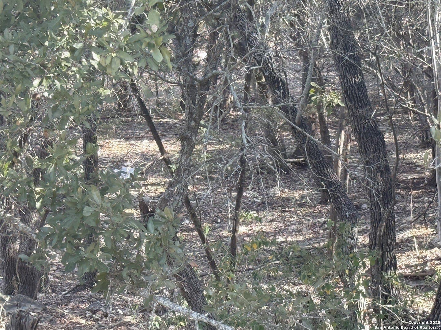 0.22 acres in Comal County gallery image 3