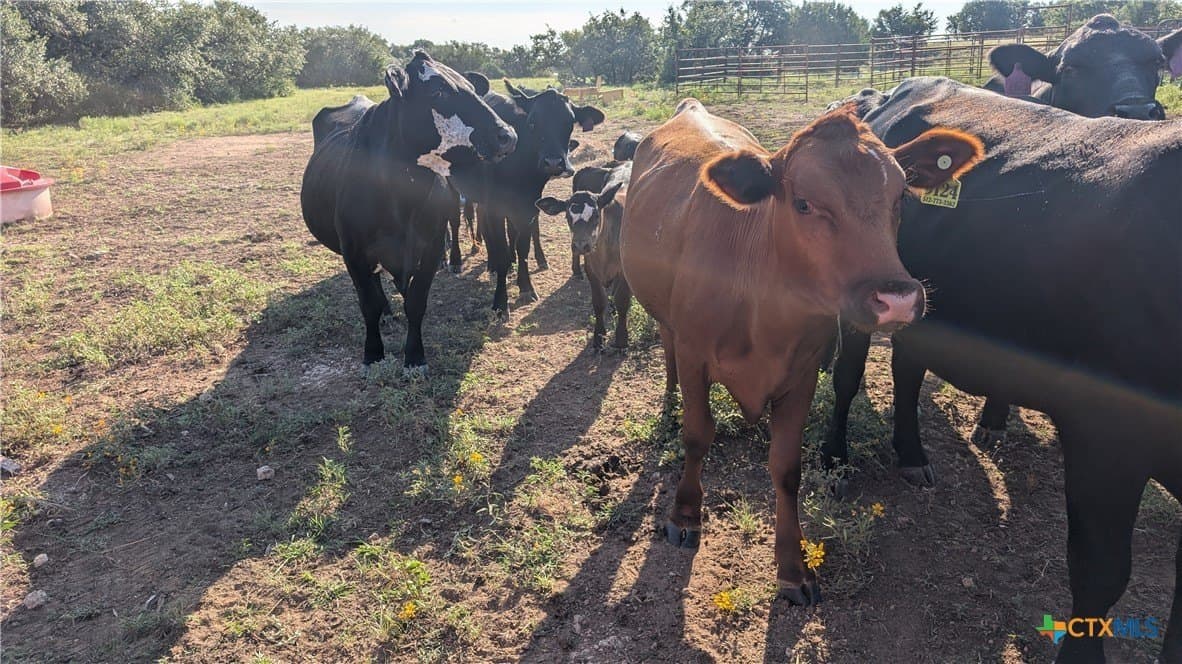 91.26 acres in Bell County - photo 22