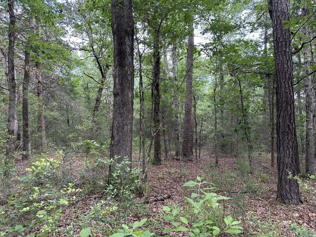 20 acres in Texas County featured view