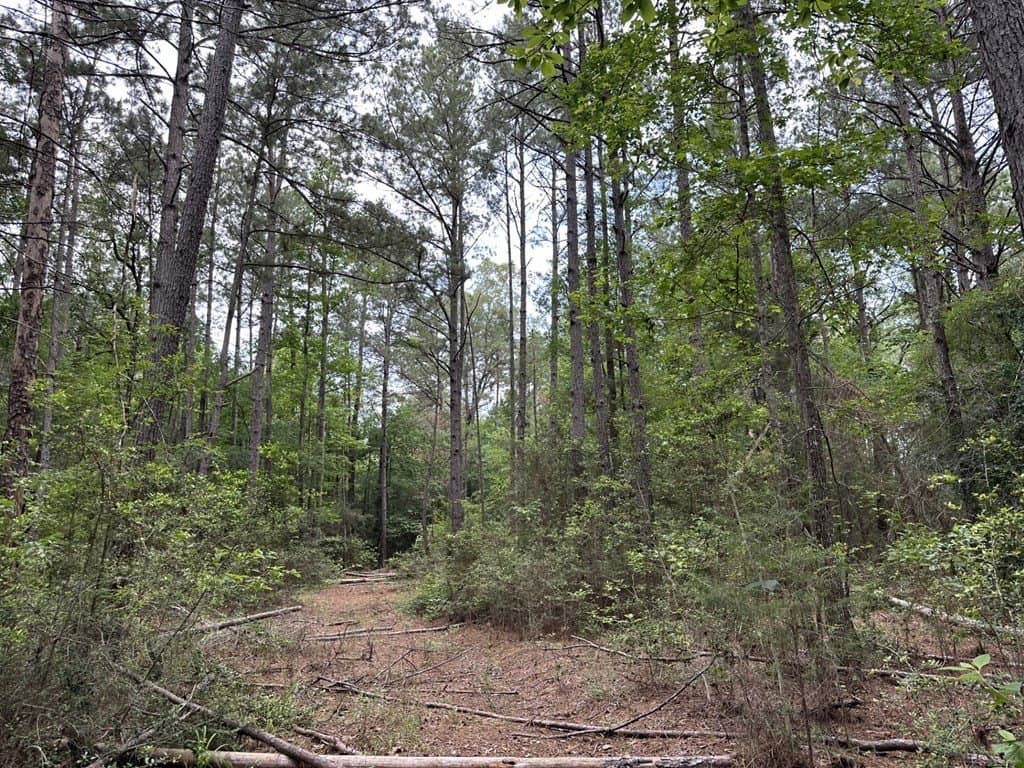 20 acres in Texas County gallery image 3