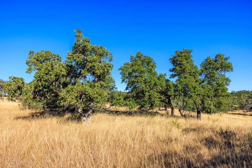 10.09 acres in Gillespie County - photo 7
