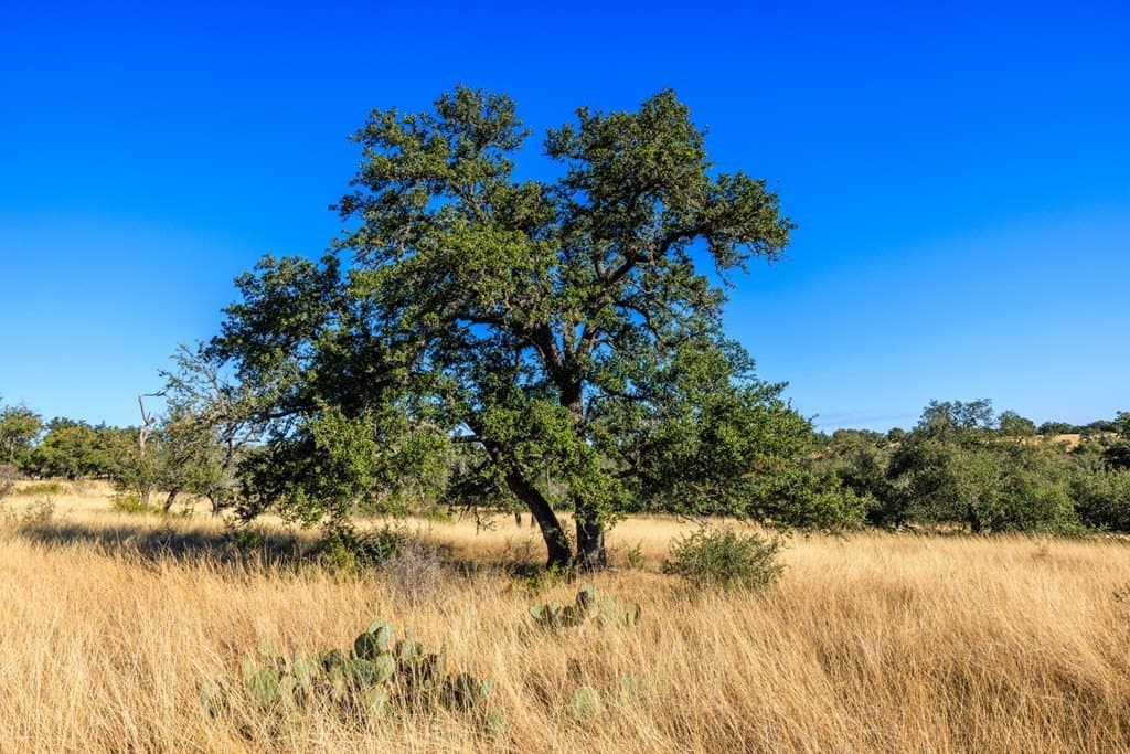 10.09 acres in Gillespie County - photo 6