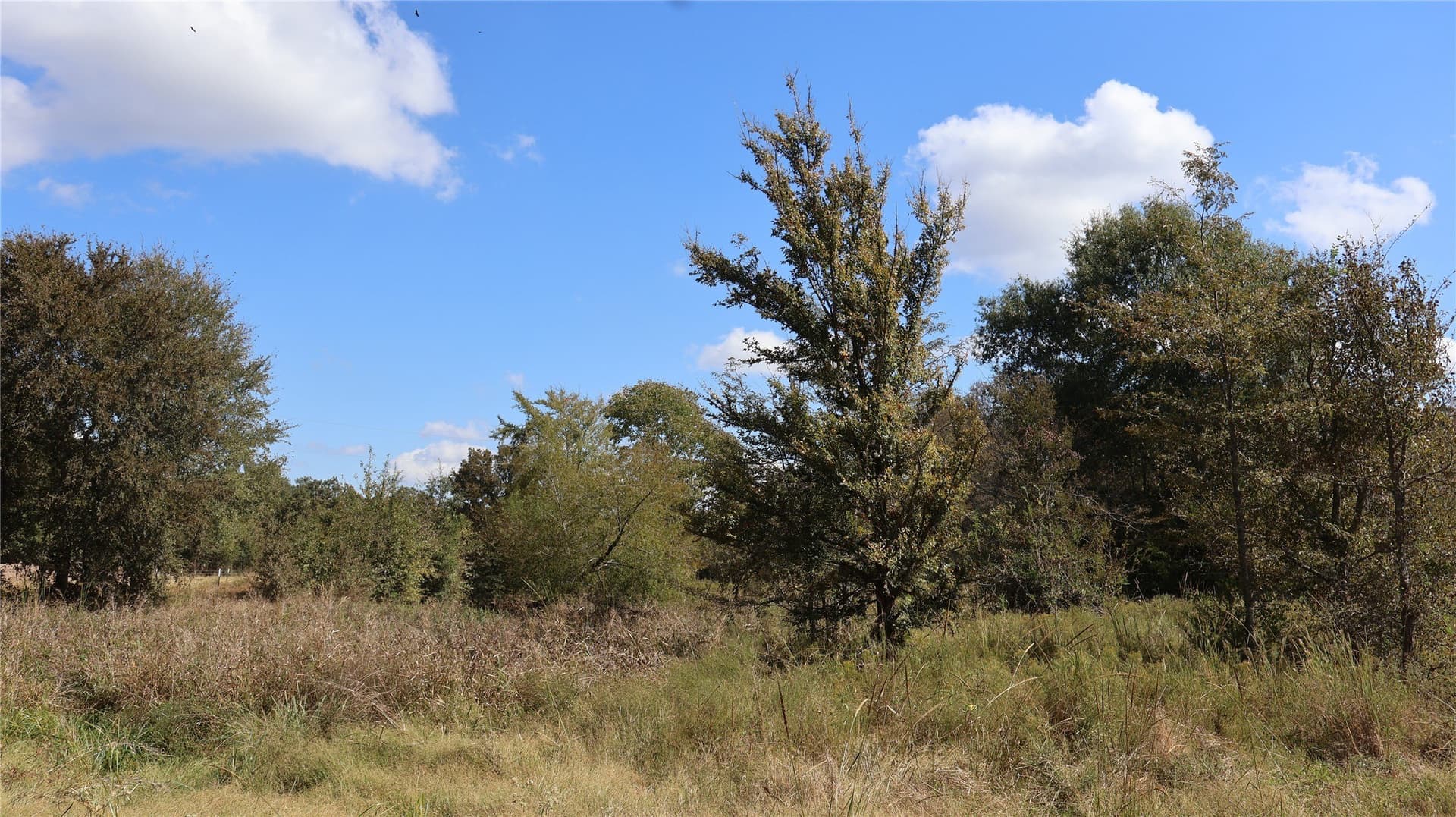 40.7 acres in Anderson County - photo 10