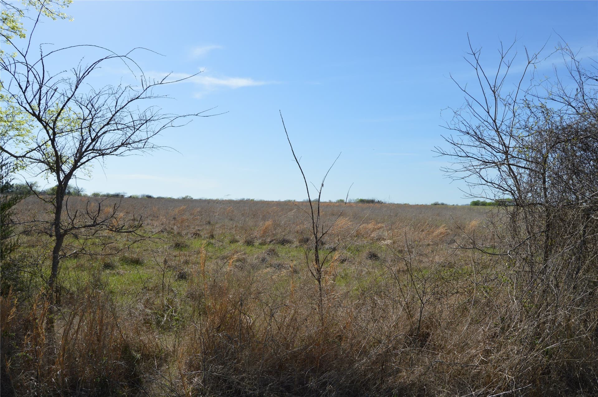 3 acres in Rains County gallery image 4