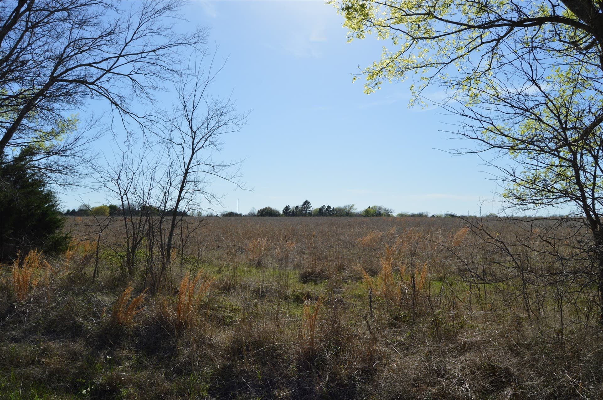 3 acres in Rains County gallery image 3