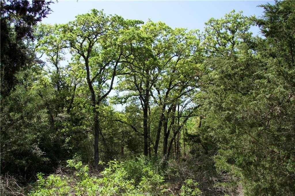 10 acres in Bastrop County - photo 6