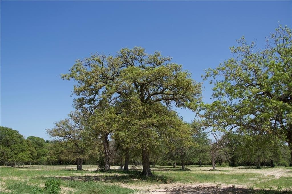 10 acres in Bastrop County - photo 9