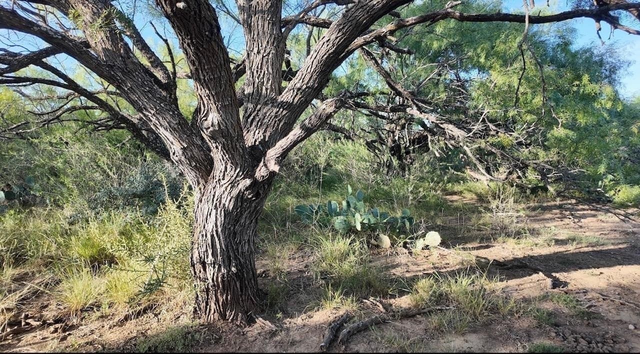 127 acres in McCulloch County - photo 40