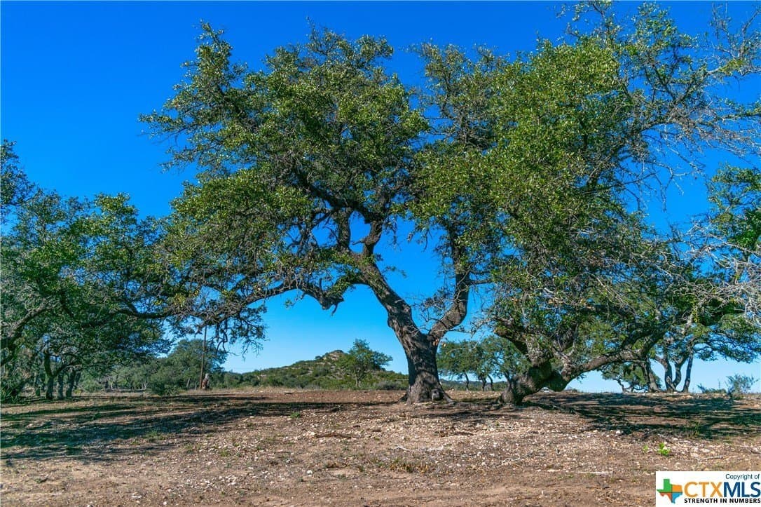 10.04 acres in Blanco County gallery image 3